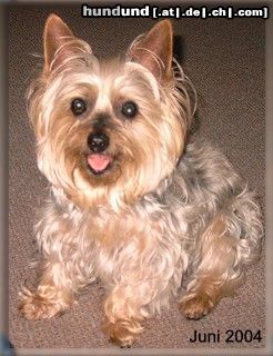 Australian Silky Terrier Hunde Foto 17681 in höherer Auflösung ansehen Australian Silky Terrier Das Foto zeigt meine 16 jährige Silky-Hündin Topsy. Topsy ist lieb zu Mensch und Tier und sie will es uns Menschen immer recht machen und ist deshalb sehr gehorsam. Topsy ist meine kleine Traumhündin und wer sie kennt, hat sie in ihr Herz geschlossen :-)