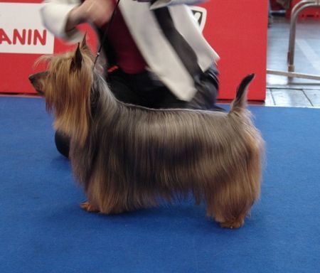 Australian Silky Terrier Multi Ch.Beast Buffy of Danubian Channel 11 Jahre 6 Monate