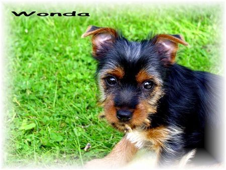 Australian Silky Terrier Wonda  9 Wochen alt