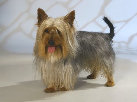 Australian Silky Terrier Hunde Foto 33912 in höherer Auflösung ansehen Australian Silky Terrier Sundays Spike vom Hoffmannseck (Silky-Rüde) ist ein lebhafter Silky-Rüde, der in Wiefelstede, bei einer 5-köpfigen Familie wohnt. Er ist ein superdupermegatoller Hund (Zitat: Herrchen Hanno) :-D :-)