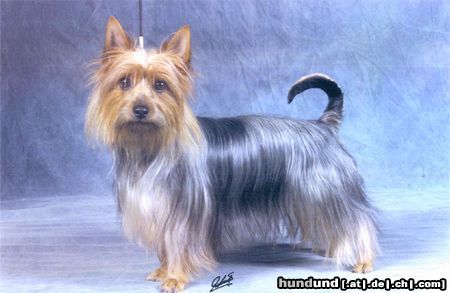 Australian Silky Terrier Hunde Foto 2807 Australian Silky Terrier