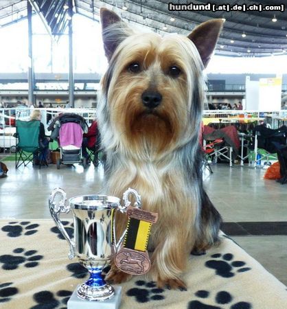 Australian Silky Terrier Expecting to love Bohemia Xantia ERO