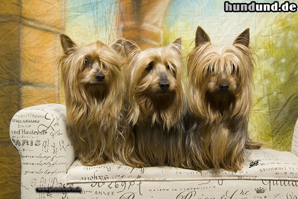 Australian Silky Terrier Hunde Foto 47347 Australian Silky Terrier Silky´s vom Zerbster Schloß