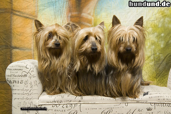 Australian Silky Terrier Silky´s vom Zerbster Schloß 