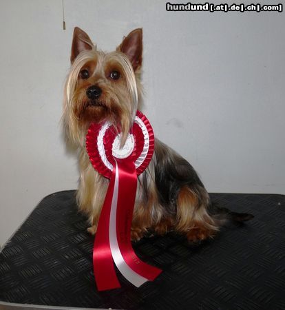 Australian Silky Terrier Hunde Foto 46914 in höherer Auflösung ansehen Australian Silky Terrier Silky Rüde, Expecting To Love Bohemia Xsantia