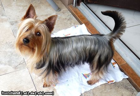 Australian Silky Terrier Silky Terrier