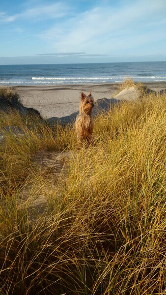 Australian Silky Terrier JULCHEN IM URLAUB IN DÄNEMARK 