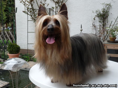 Australian Silky Terrier Hunde Foto 46916 in höherer Auflösung ansehen Australian Silky Terrier De Majolian Topaze, Veteranen Champion