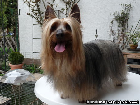 Australian Silky Terrier De Majolian Topaze, Veteranen Champion