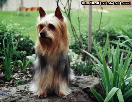 Australian Silky Terrier Silky Hündin Ausilk Zona