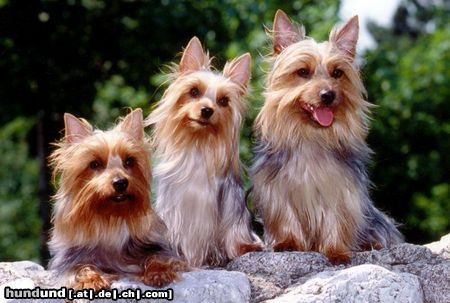 Australian Silky Terrier Hunde Foto 2951 Australian Silky Terrier Buffy,Chili,Charly of Danubian Channel