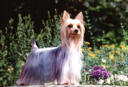 Australian Silky Terrier Hunde Foto 1290 Australian Silky Terrier Multi Champion Chili Peper of Danubian Channel
