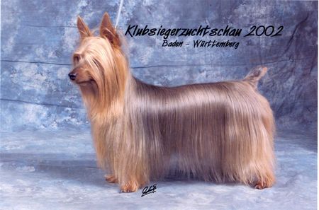 Australian Silky Terrier Hunde Foto 1289 Australian Silky Terrier Chili Peper of Danubian Channel