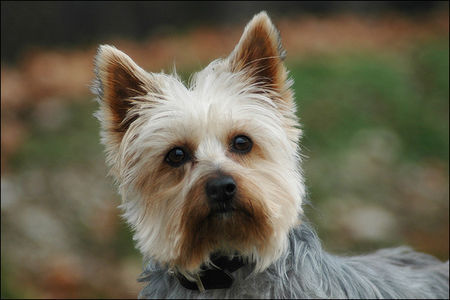 Australian Silky Terrier Hunde Foto 40739 in höherer Auflösung ansehen Australian Silky Terrier Australian Silky Terrier Funny