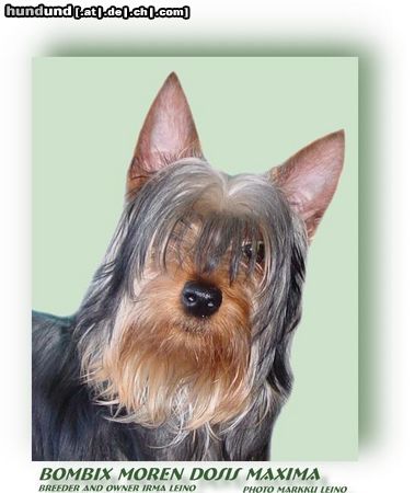 Australian Silky Terrier Hunde Foto 8854 Australian Silky Terrier Bombix Moren Dosis Maxima Silkyterrier male