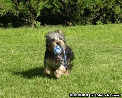 Australian Silky Terrier Hunde Foto 25543 in höherer Auflösung ansehen Australian Silky Terrier Cinderella Of Silky's Dream - Funny