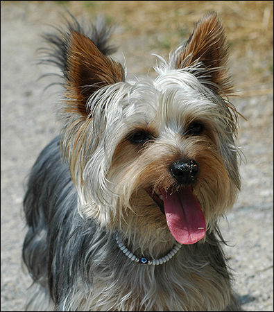 Australian Silky Terrier Hunde Foto 32843 in höherer Auflösung ansehen Australian Silky Terrier Schmutzfink