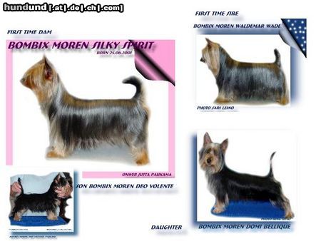 Australian Silky Terrier Hunde Foto 8853 Australian Silky Terrier Bombix Moren Australian Silkyterrier litter 22.07.2003