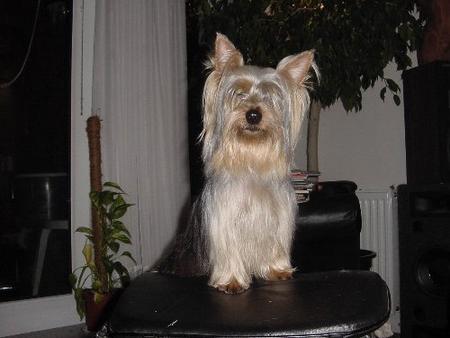 Australian Silky Terrier Hunde Foto 778 Australian Silky Terrier Elischa of Silky's Beautyfarm