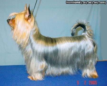 Australian Silky Terrier Hunde Foto 19247 in höherer Auflösung ansehen Australian Silky Terrier FIN CH Bombix Moren Silky Spirit