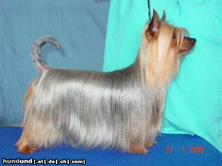 Australian Silky Terrier Hunde Foto 19246 in höherer Auflösung ansehen Australian Silky Terrier Multi CH Multi Winner Bombix Moren Par Nobis
