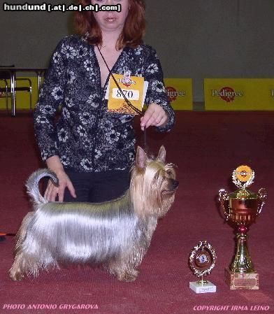 Australian Silky Terrier Hunde Foto 8852 Australian Silky Terrier Bombix Moren Par Nobis Australian Silkyterrier