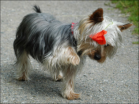 Australian Silky Terrier Funny zerstört meine 