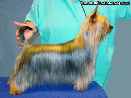 Australian Silky Terrier Hunde Foto 19248 in höherer Auflösung ansehen Australian Silky Terrier EST CH Bombix Moren Ex Improviso