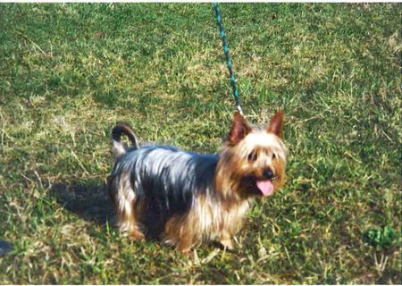 Australian Silky Terrier Hunde Foto 2252 Australian Silky Terrier Schöne Grüsse aus Kulmbach