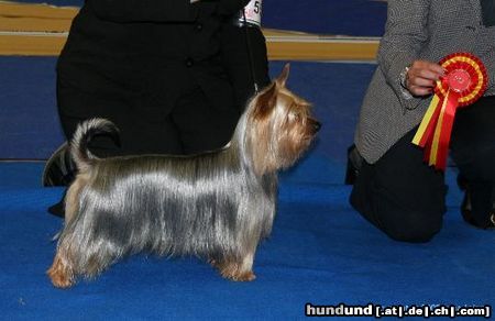 Australian Silky Terrier Hunde Foto 25966 in höherer Auflösung ansehen Australian Silky Terrier FIN,RUS,ESTJ CH,ESTJV-04,RKFV-05 Bombix Moren Ex Bona Fide Dam: MultiCh&MultiW Bombix Moren Par Nobis Sire: CZE&SVK CH Tawny Mist Opus One Owner: Hanna Pannimaa&Irma Leino