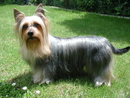 Australian Silky Terrier Hunde Foto 35387 in höherer Auflösung ansehen Australian Silky Terrier Jolly Flower of Flying Hair