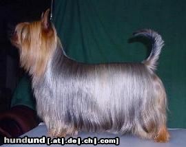 Australian Silky Terrier Hunde Foto 6690 Australian Silky Terrier Best silky female in Finland 2001