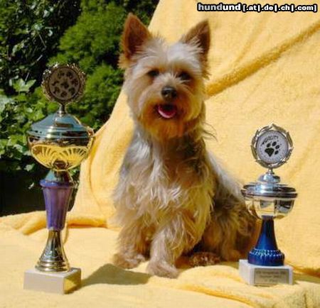 Australian Silky Terrier Hunde Foto 14411 Australian Silky Terrier Cinderellas Pepsi naxch ihrem Agiliti Sieg