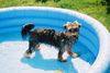 Australian Silky Terrier Foto: Badenixe Cindy (ID 18288) Australian Silky Terrier Hund
