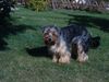 Australian Silky Terrier Foto: Cindy (ID 18347) Australian Silky Terrier Hund