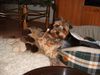 Australian Silky Terrier Foto: Cindy - (ID 18346) Australian Silky Terrier Hund