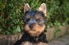 Australian Silky Terrier Hund