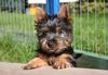 Australian Silky Terrier Hund