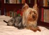 Australian Silky Terrier Hund