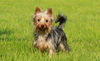 Australian Silky Terrier Hund