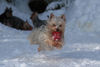 Australian Silky Terrier Hund