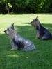 Australian Silky Terrier Foto: Yessi und Frances v. d. Groov (ID 5370) Australian Silky Terrier Hund