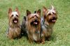 Australian Silky Terrier Hund