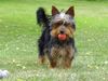 Australian Silky Terrier Foto: Tinka von der Groov (ID 5369) Australian Silky Terrier Hund