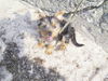 Australian Silky Terrier Foto: Silky Mädchen Ayla(3Mon.) nach dem buddeln am Strand (ID 33599) Australian Silky Terrier Hund