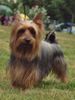 Australian Silky Terrier Hund