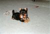 Australian Silky Terrier Foto: Buffy of Danubian Channel (ID 2837) Australian Silky Terrier Hund