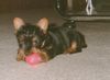 Australian Silky Terrier Foto: Buffy of Danubian Channel (ID 2836) Australian Silky Terrier Hund