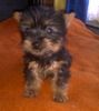 Australian Silky Terrier Hund