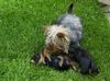 Australian Silky Terrier Foto: Evi mit Welpen (ID 21324) Australian Silky Terrier Hund